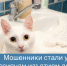 Мошенники стали угрожать россиянам изъятием домашних животных - Балаковские вести
