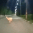 За два года на дорогах Саратовской области в ДТП погибли десятки косуль и лосей - ProBalakovo.Ru